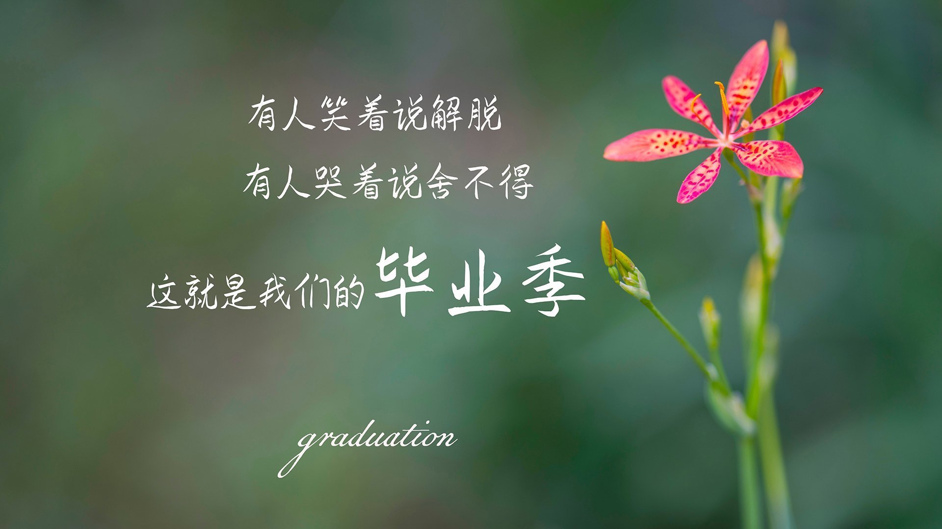雪夜丹佛的加冕礼,当穆雷扛起全队越过澳洲巨人