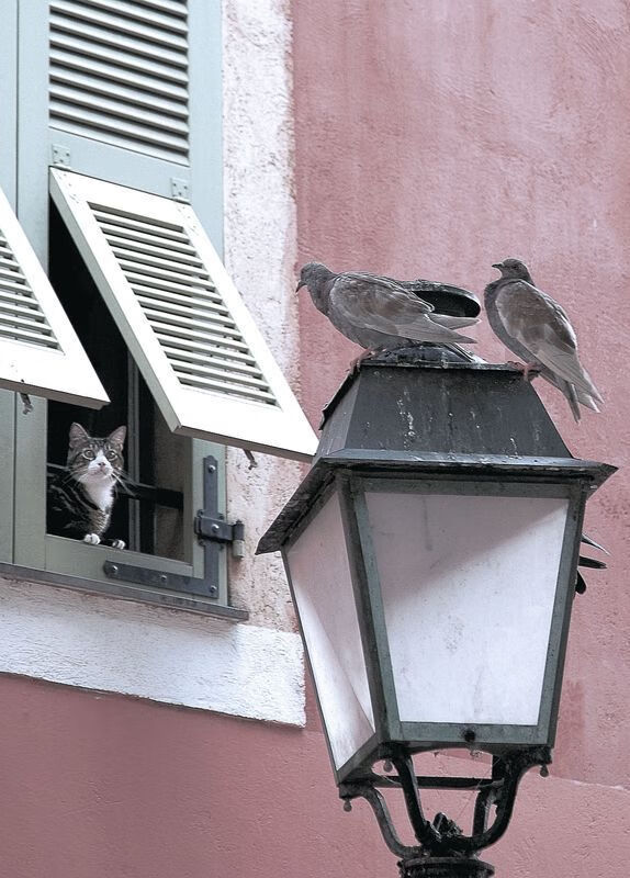 双子星碰撞，当绿茵场上的手术刀切开政治版图的僵局