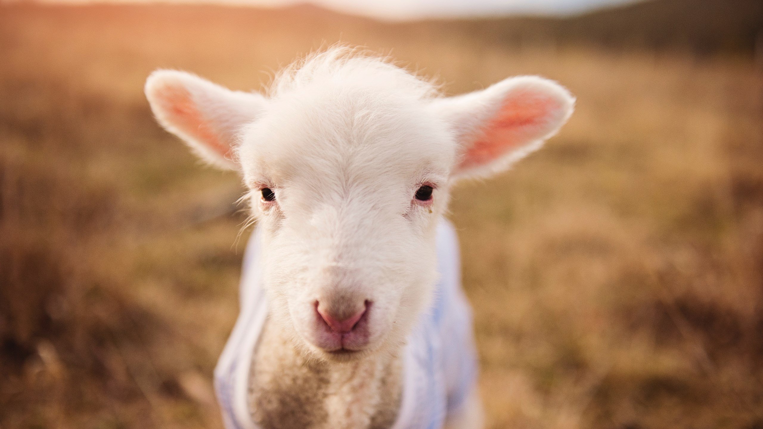 意志的胜利，当京多安的冷静收割了切尔西的喧嚣