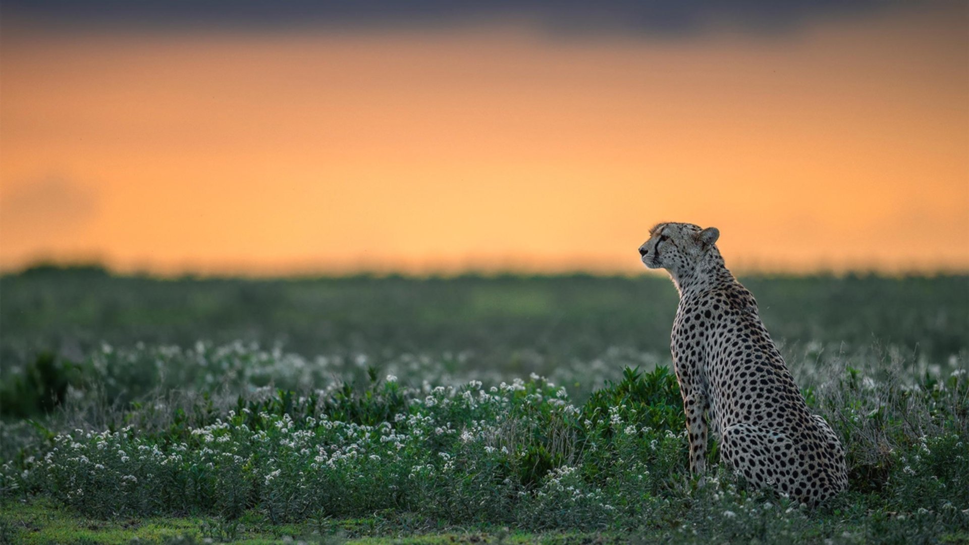 孤胆英雄之夜！独行侠客场力克浙江，小贾伦制胜回合展杀手本色
