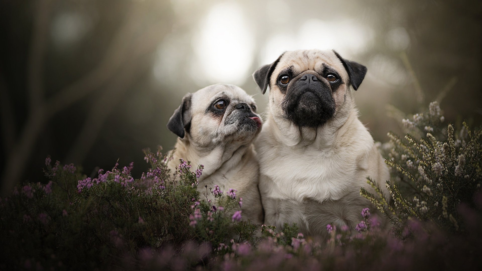 火箭制霸勇士,英格拉姆的节奏革命与勇士的三分宿命