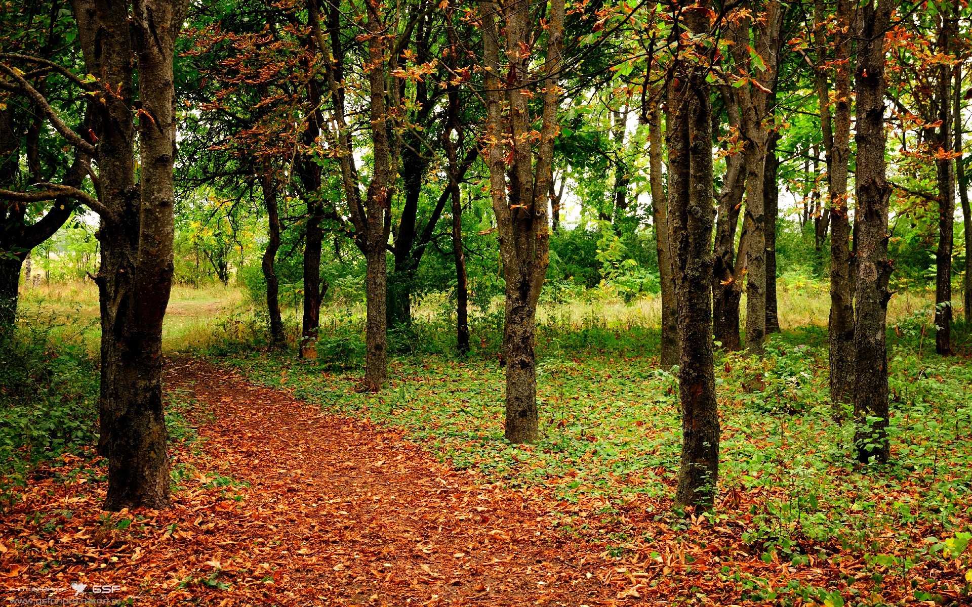 压力铸就传奇，克莱·汤普森的总决赛爆发之夜