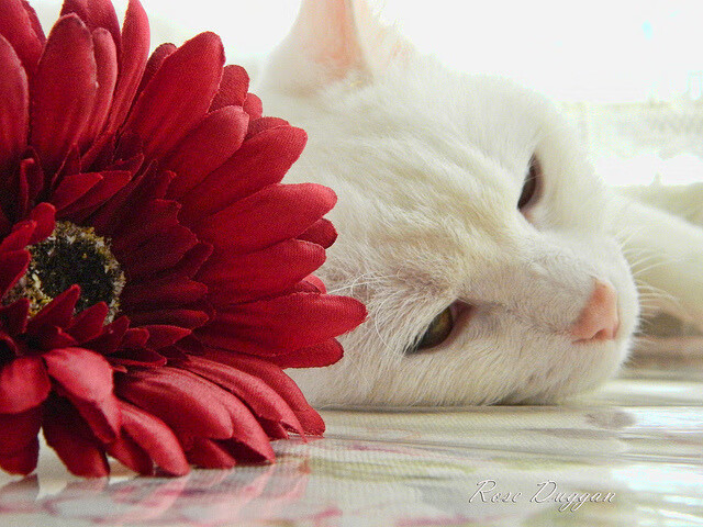 德罗赞跨界化身攻防转换引擎，广东队压哨绝杀魔术创历史