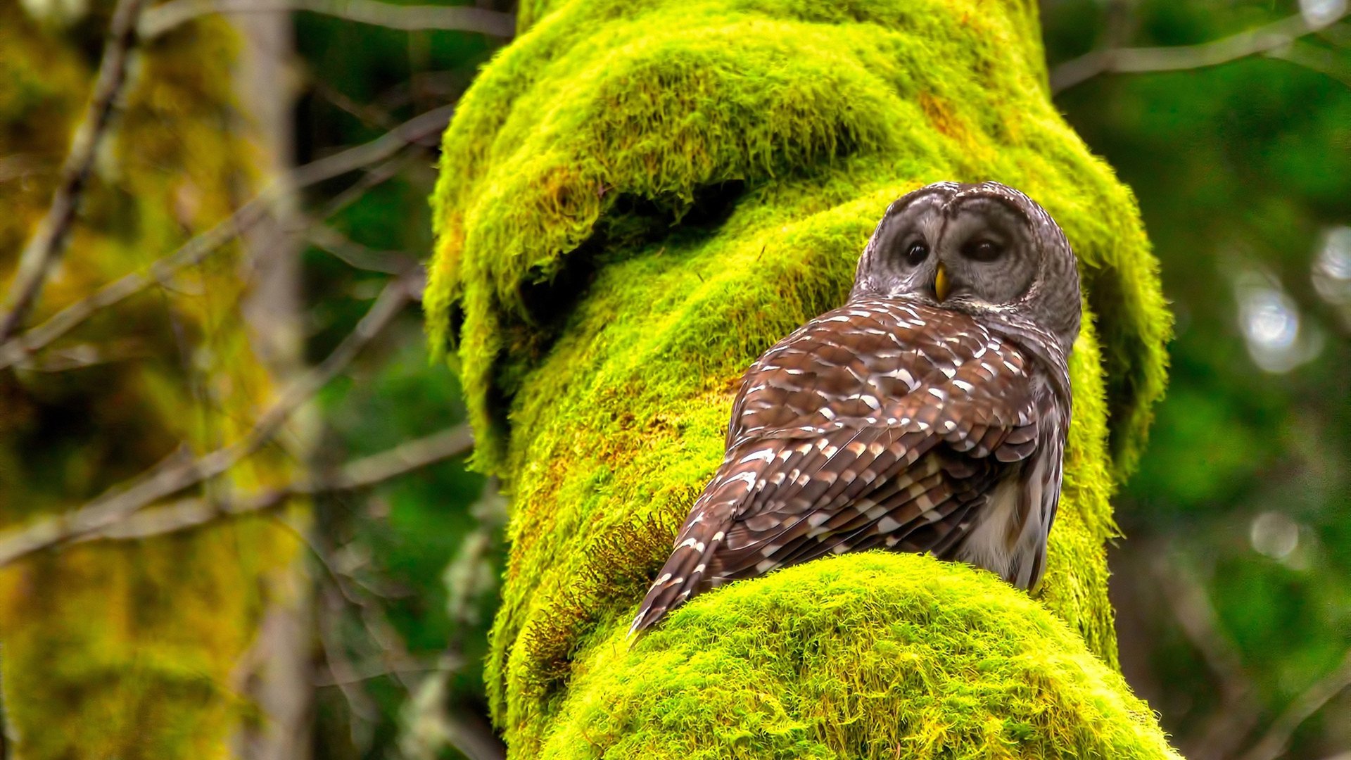 摩纳哥掀翻国际米兰，2026世界杯预选赛上演惊天冷门