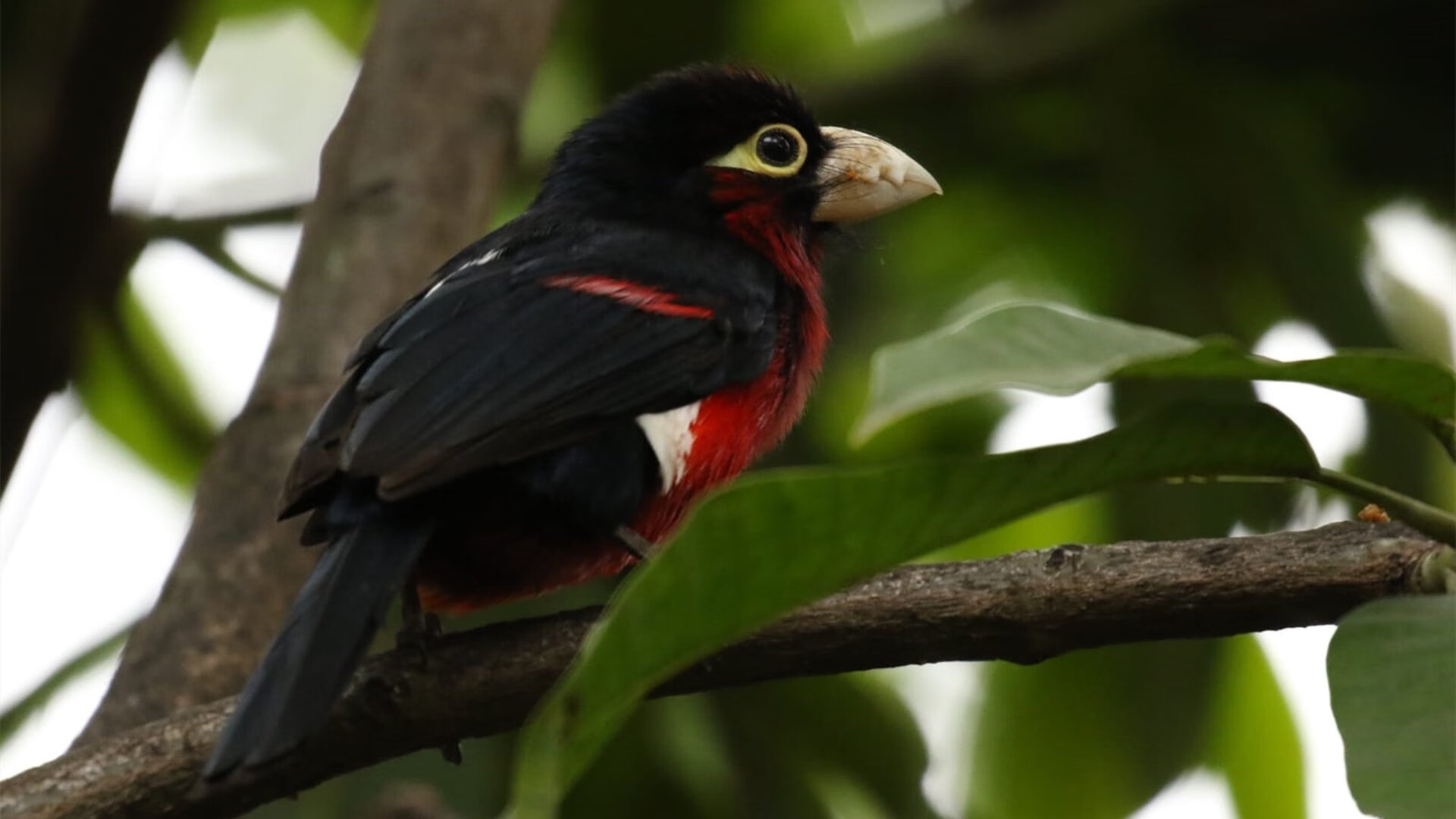 绝地逆袭！恩比德巨塔觉醒，鹈鹕逆袭东方巨龙