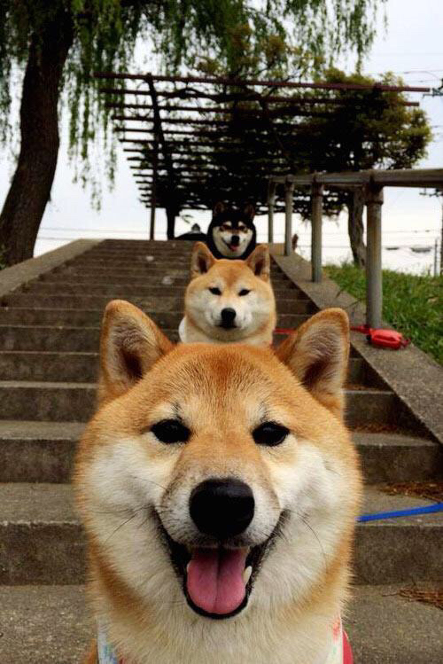 开云APP-德甲争冠夜，钢铁羽翼在威斯特法伦的压力穹顶下展开