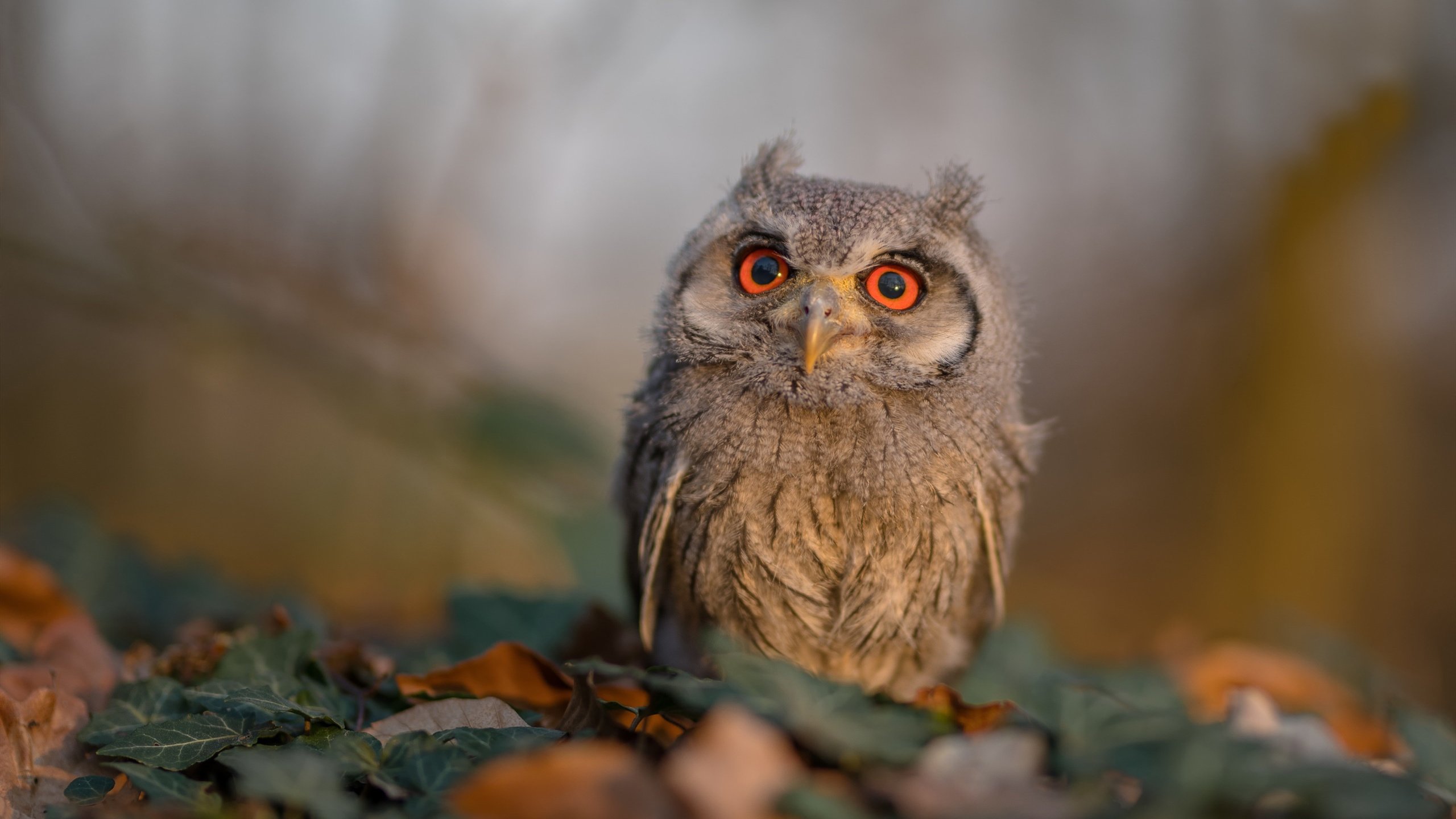 当上海队站上NBA季后赛舞台，一场不可能的血拼
