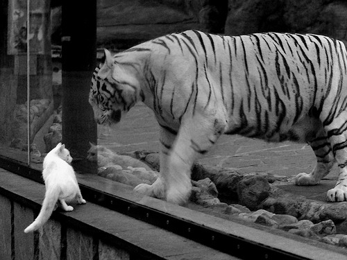 战术巨浪中的精确制导,萨内一剑封喉,曼城正面战场击溃法国铁骑