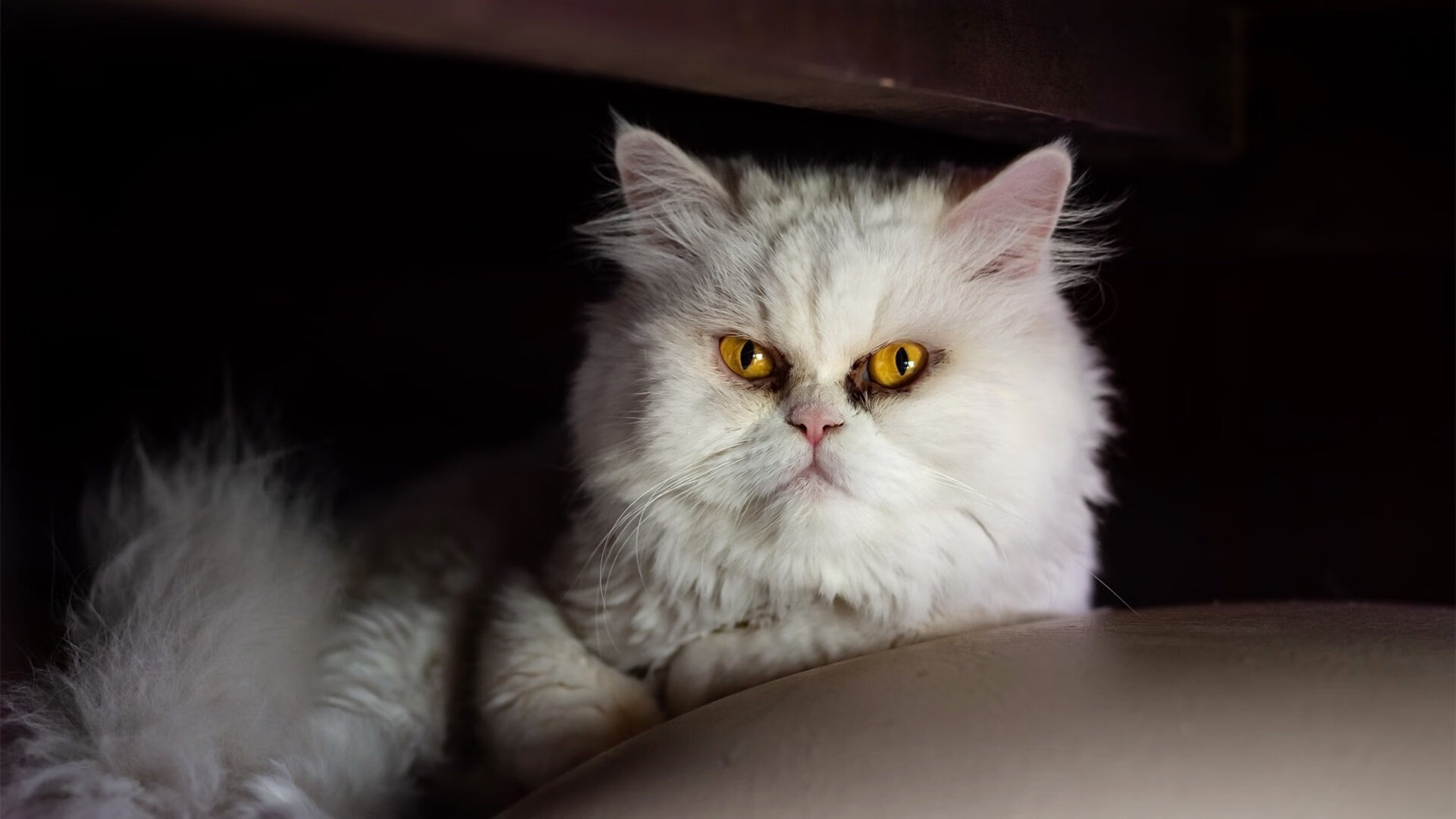 封锁与穿透,穆勒如何成为巴黎铁幕下的关键先生